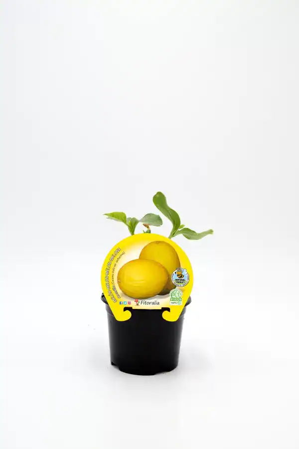 Melón amarillo en maceta, cultivo ecológico, producto natural, saludable, adecuado para huertos urbanos y jardines ecológicos, etiquetado con certificación ecológica y sostenible.