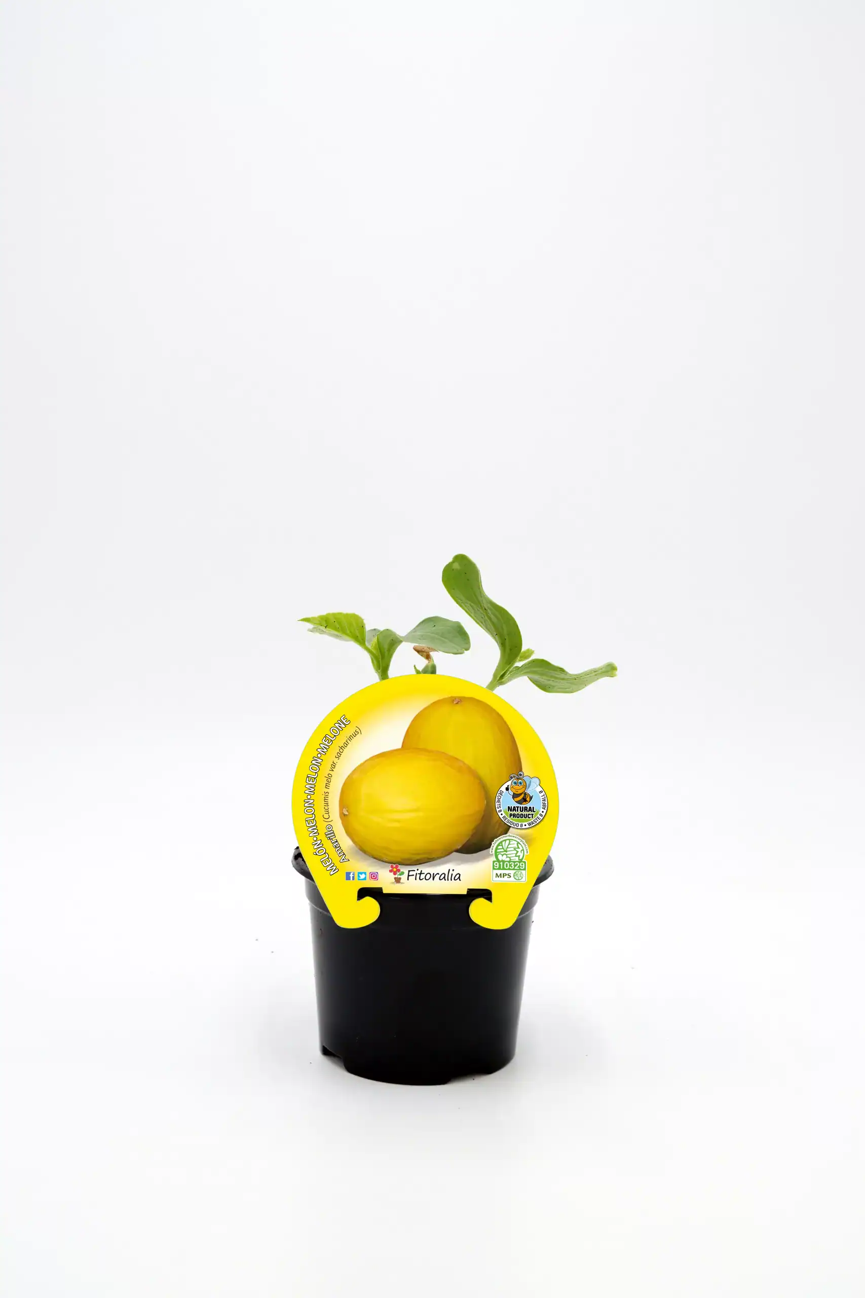 Melón amarillo en maceta, cultivo ecológico, producto natural, saludable, adecuado para huertos urbanos y jardines ecológicos, etiquetado con certificación ecológica y sostenible.