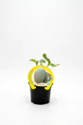 Nabo en maceta con hoja de plátano joven, cultivo ecológico y orgánico, producto natural, saludable para huerto urbano y jardinería ecológica.