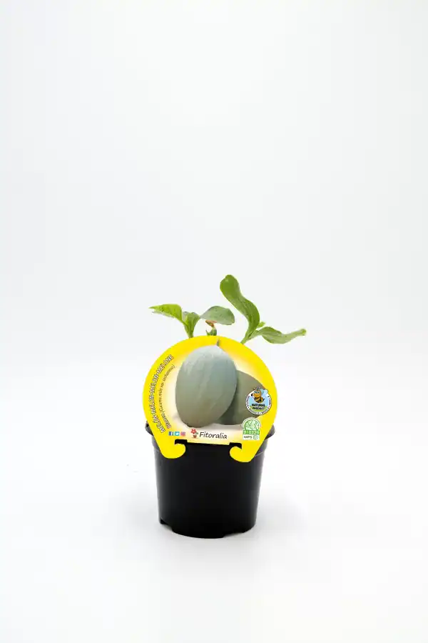 Nabo en maceta con hoja de plátano joven, cultivo ecológico y orgánico, producto natural, saludable para huerto urbano y jardinería ecológica.