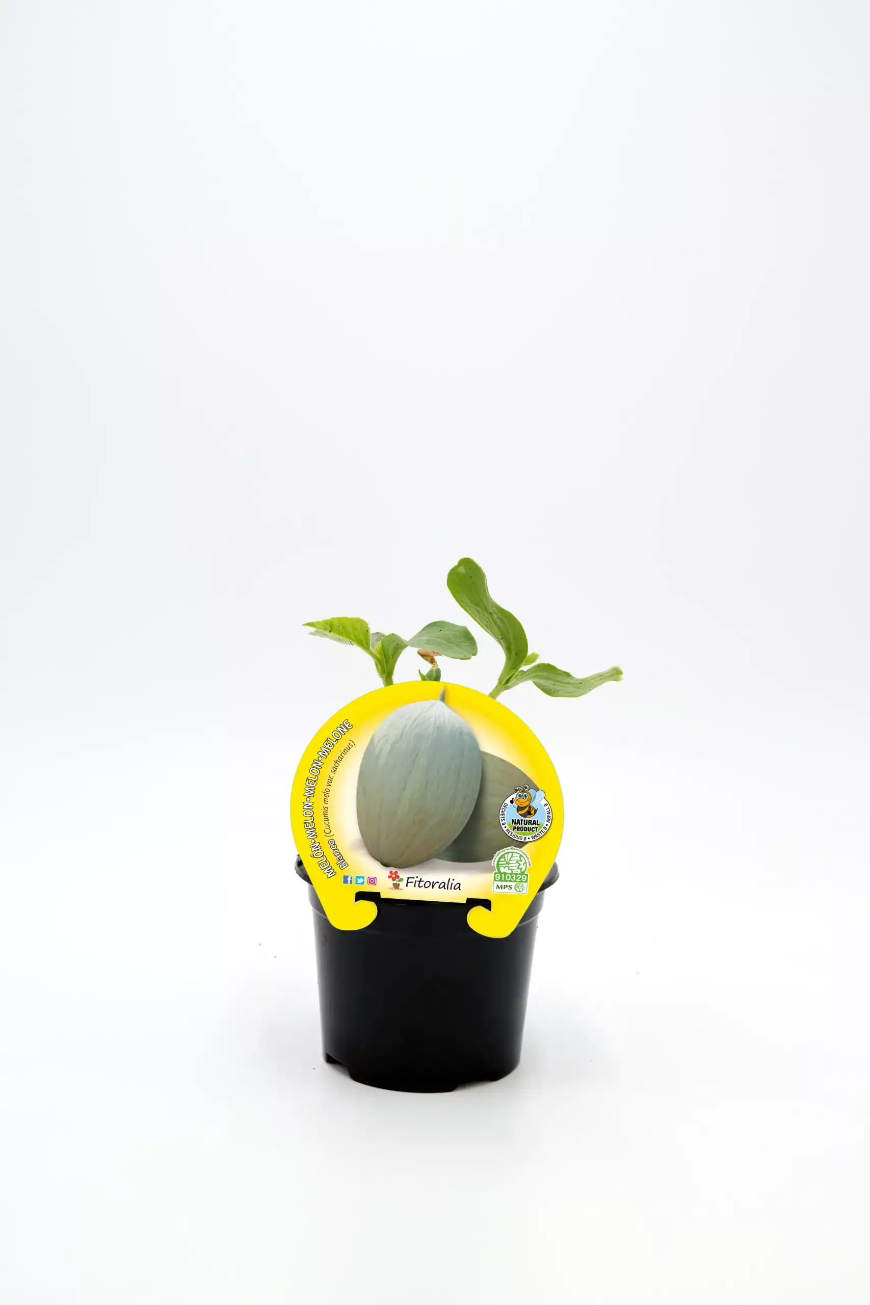 Nabo en maceta con hoja de plátano joven, cultivo ecológico y orgánico, producto natural, saludable para huerto urbano y jardinería ecológica.