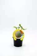 Melón honeydew en maceta, producto ecológico de huerto.bio, ideal para cultivo casero y consumo saludable, con etiqueta natural y orgánico, fácil de cuidar y cultivar en casa.