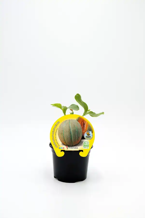 Melón honeydew en maceta, producto ecológico de huerto.bio, ideal para cultivo casero y consumo saludable, con etiqueta natural y orgánico, fácil de cuidar y cultivar en casa.