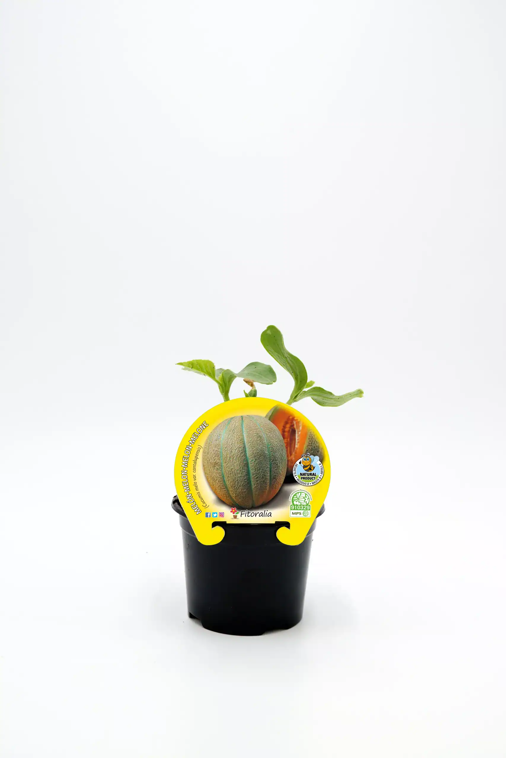 Melón honeydew en maceta, producto ecológico de huerto.bio, ideal para cultivo casero y consumo saludable, con etiqueta natural y orgánico, fácil de cuidar y cultivar en casa.