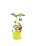 Jardín de tomate melon en maceta, planta en crecimiento con etiqueta de semillas orgánicas y sello ecológico, ideal para huertos urbanos y cultivo casero ecológico.