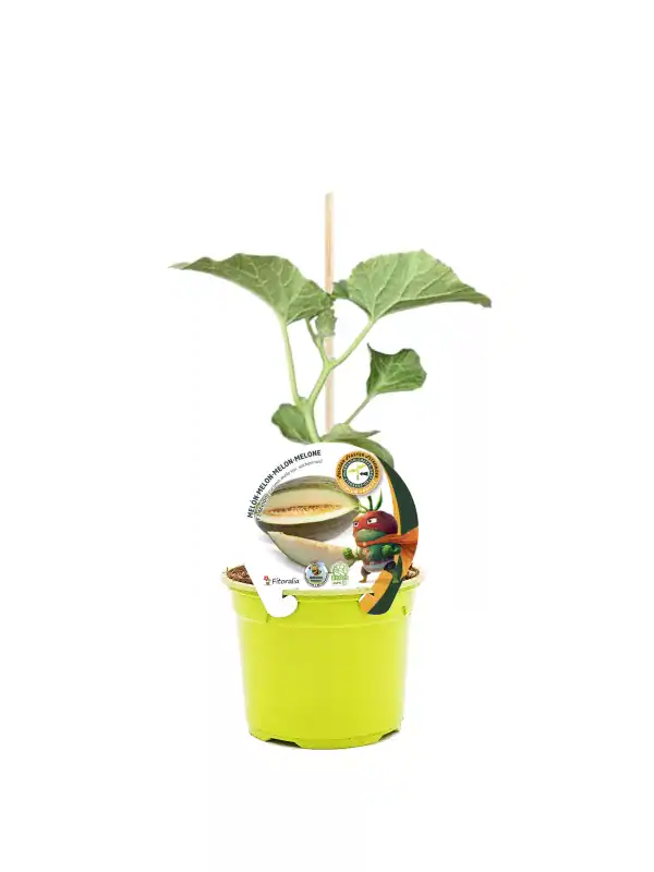 Jardín de tomate melon en maceta, planta en crecimiento con etiqueta de semillas orgánicas y sello ecológico, ideal para huertos urbanos y cultivo casero ecológico.