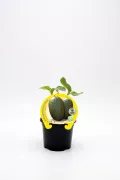 Rodaballo de melón y sandía en maceta con hojas verdes, cultivo ecológico y productos naturales de Huerto.Bio.