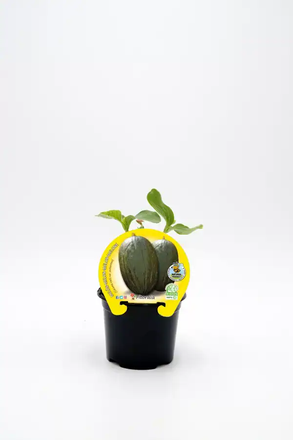 Rodaballo de melón y sandía en maceta con hojas verdes, cultivo ecológico y productos naturales de Huerto.Bio.