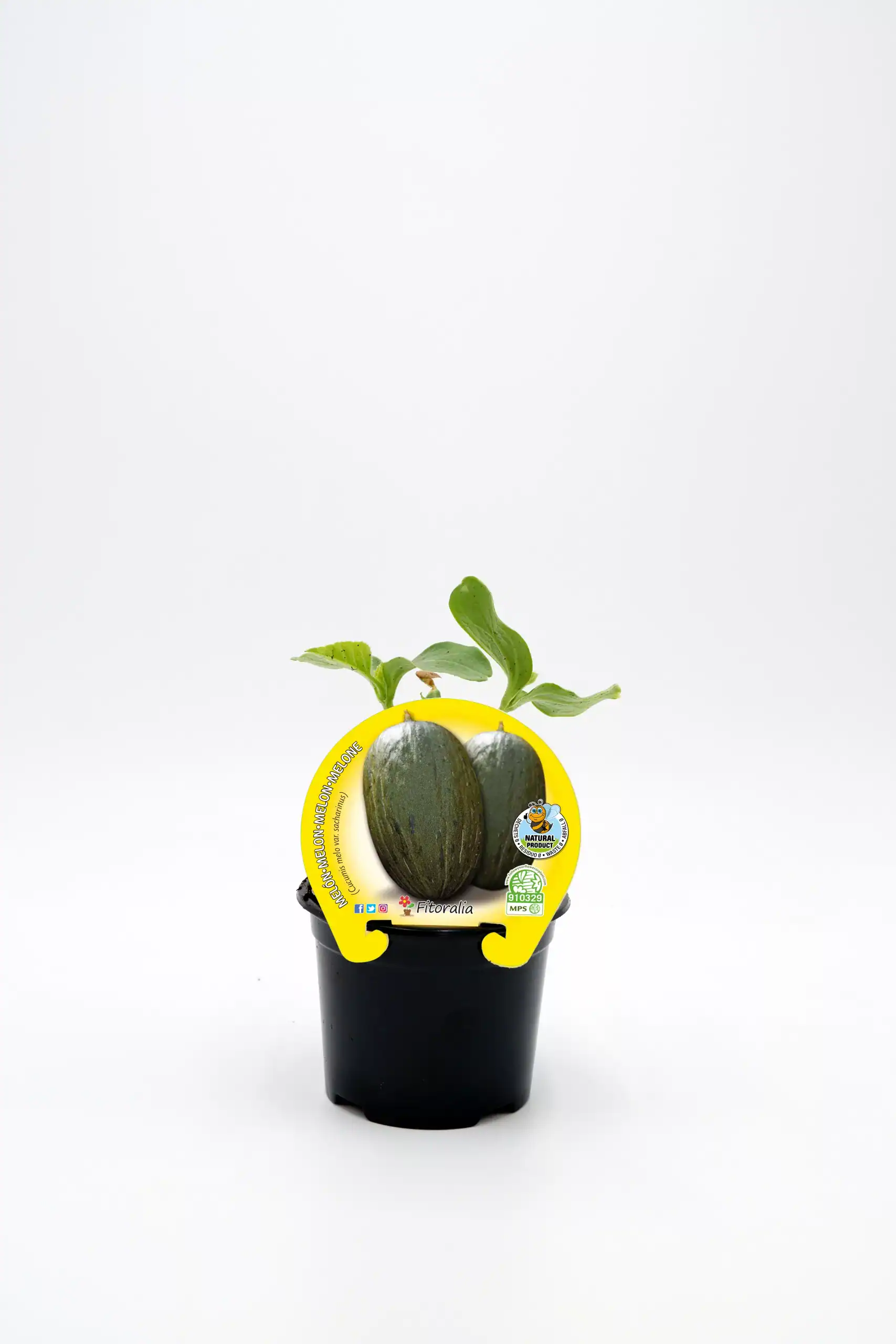 Rodaballo de melón y sandía en maceta con hojas verdes, cultivo ecológico y productos naturales de Huerto.Bio.