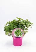 Verdor de plantas de menta ecológica en maceta rosa, ideal para jardinería orgánica y cocina saludable, con etiquetas de certificación y sostenibilidad para cultivo natural.