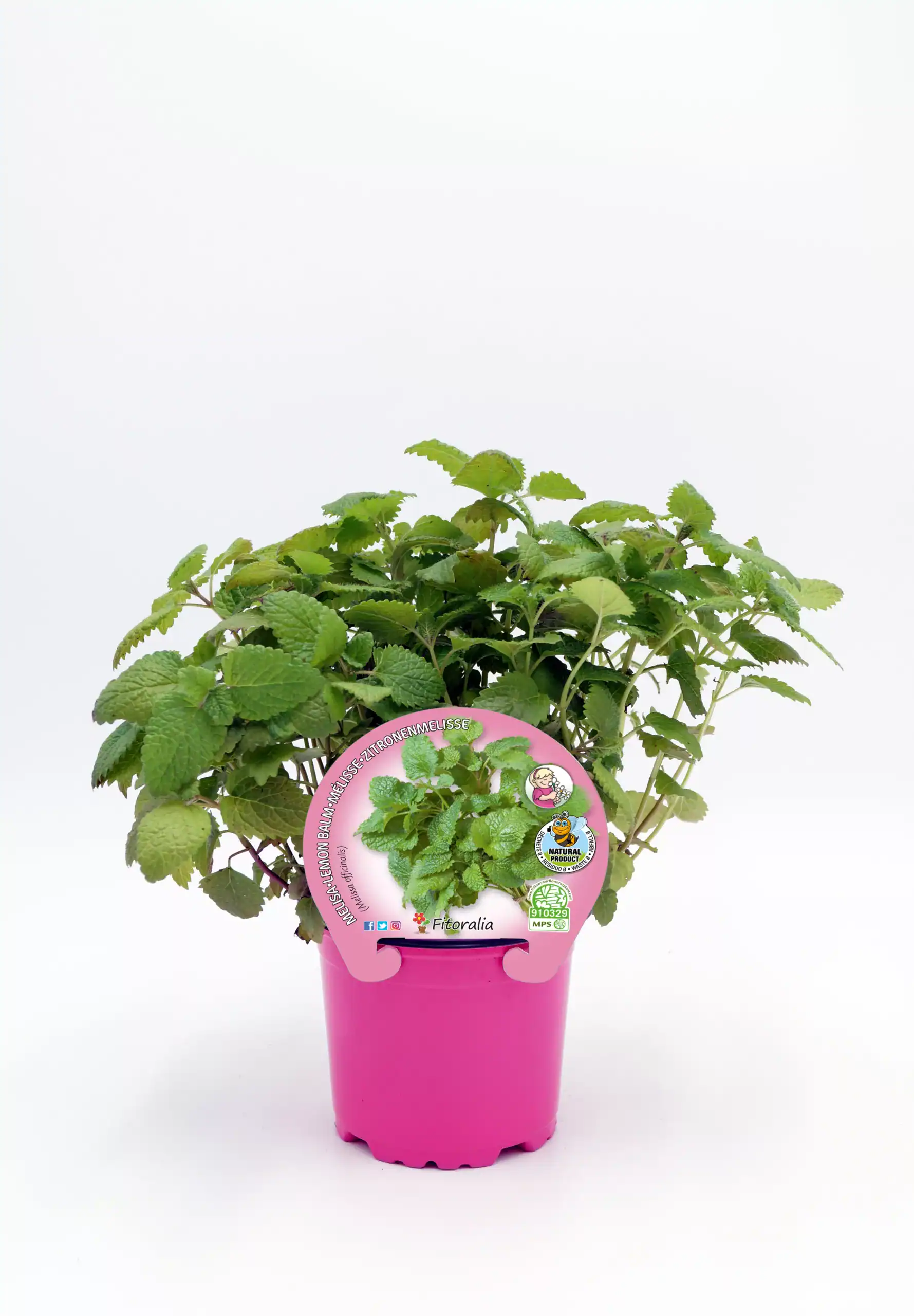 Verdor de plantas de menta ecológica en maceta rosa, ideal para jardinería orgánica y cocina saludable, con etiquetas de certificación y sostenibilidad para cultivo natural.