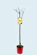 Alto árbol frutal melocotón en maceta listo para plantar, con etiqueta que muestra melocotones maduros, ideal para huertos ecológicos y cultivo de frutas orgánicas en casa o en huertos sostenibles.