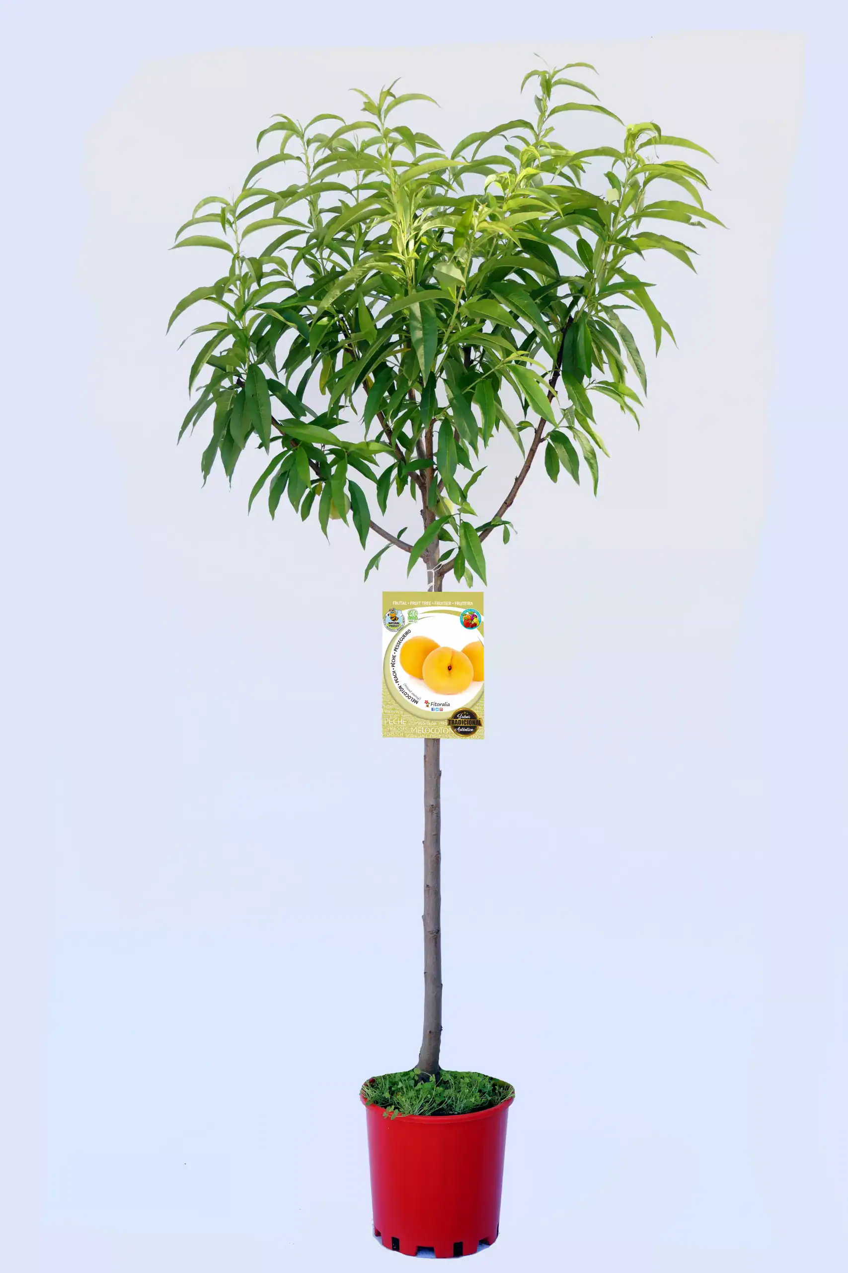 Árbol de durazno en maceta, cultivo de Frutales ecológicos, huerto orgánico, árboles fruteros, agricultura sostenible, plantación de frutas, vivero de plantas, productos bio, jardinería ecológica, huerto urbano.