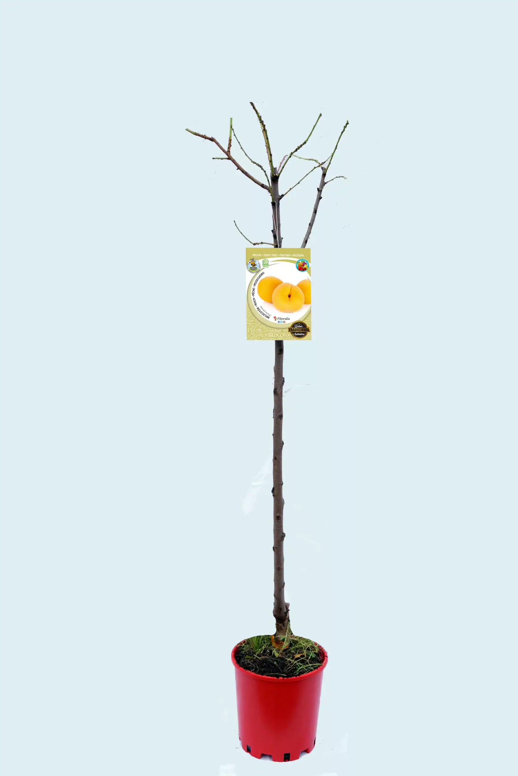 Alto árbol frutal melocotón en maceta listo para plantar, con etiqueta que muestra melocotones maduros, ideal para huertos ecológicos y cultivo de frutas orgánicas en casa o en huertos sostenibles.