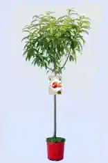 Árbol frutal en maceta con hojas verdes y etiquetas de manzanas en un fondo claro.