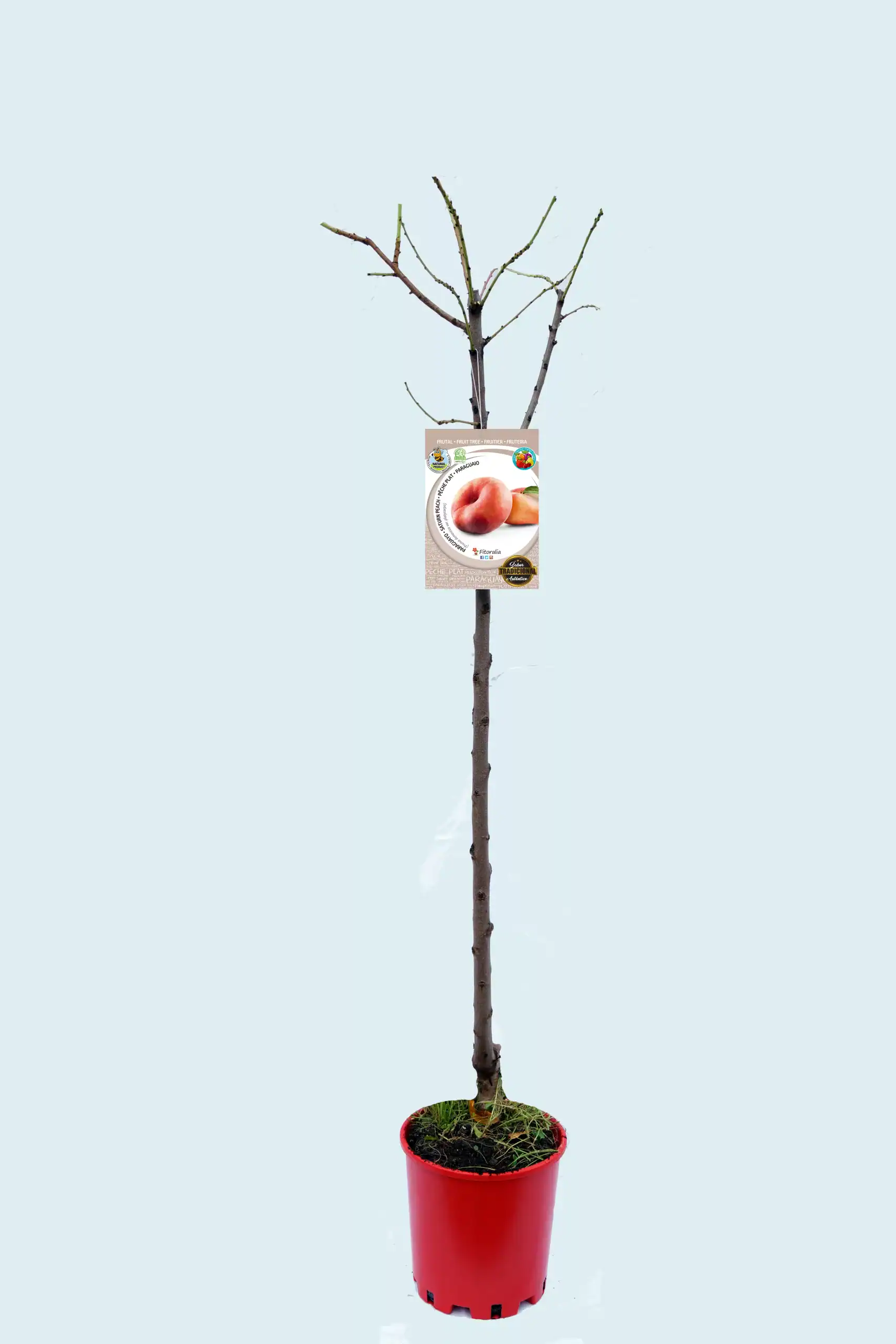Árbol de melocotón en maceta, joven y sin hojas, listo para plantar en huerto ecológico, cultivo de fruta orgánica, producción sostenible, huerto.bio.