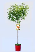 Árbol frutal de melocotón en maceta, variedad tradicional y productos ecológicos de Huerto.Bio. Ideal para jardinería sostenible y cultivo orgánico en casa.