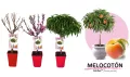 Arboles frutales en macetas con etiquetas de huerto ecológico, incluyendo melocotón Amber, para cultivo en casa, jardinería urbana y agricultura sostenible.
