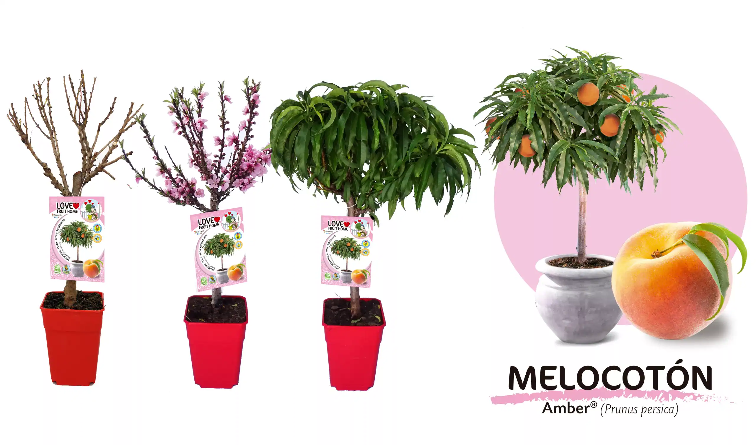 Arboles frutales en macetas con etiquetas de huerto ecológico, incluyendo melocotón Amber, para cultivo en casa, jardinería urbana y agricultura sostenible.