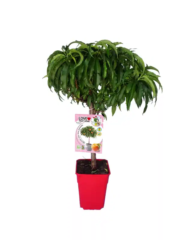 Árbol frutal en maceta, planta de mango joven con hojas verdes, cultivo ecológico, huerto urbano, jardinería sostenible, crecimiento natural, huerto.bio, vivero ecológico, plantas frutales para espacios pequeños.