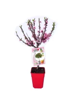 Ramo de flores de durazno en maceta roja, ideal para decorar jardines y terrazas con belleza natural.