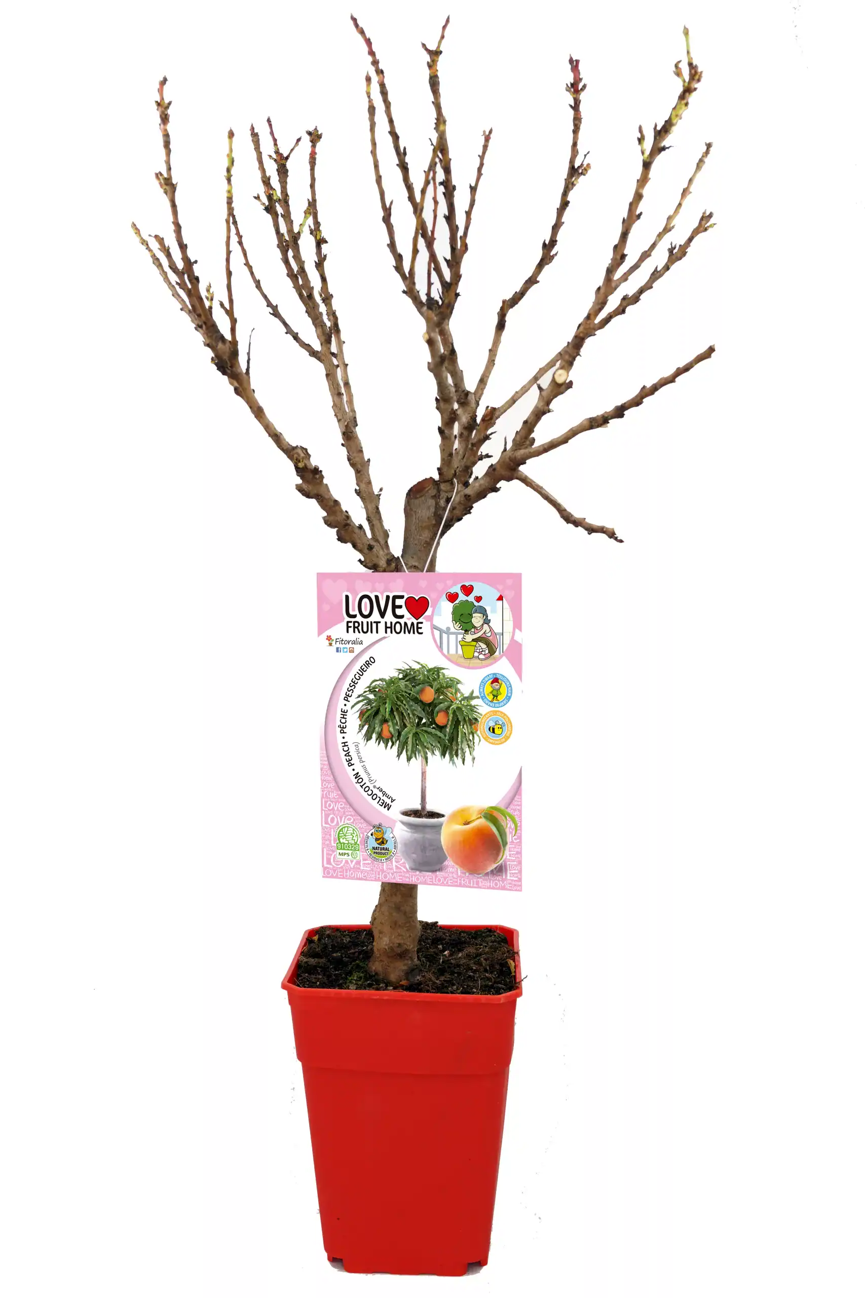 Árbol frutal en maceta con etiquetas de manzana y peach, preparado para cultivo en huerto urbano o domiciliar, promoviendo agricultura ecológica y ecológica.