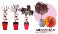 Árbol de melocotón en maceta variedad Crimson Bonfire, mostrando diferentes etapas de crecimiento y sus frutos maduros, en un entorno de agricultura ecológica y jardinería sostenible.