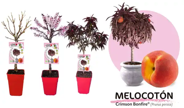 Árbol de melocotón en maceta variedad Crimson Bonfire, mostrando diferentes etapas de crecimiento y sus frutos maduros, en un entorno de agricultura ecológica y jardinería sostenible.
