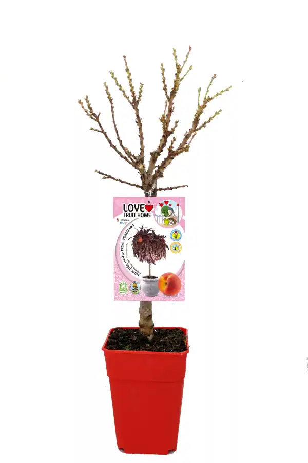 Árbol frutal en maceta para cultivo casero, ideal para huertos urbanos y jardinería ecológica. Perfecto para cultivar diferentes variedades de frutas y decorar espacios con productos orgánicos.