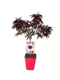 Alt: Árbol de caqui en maceta, plantas frutales ecológicas en cultivo urbano, huerto ecológico en casa con árbol de fruta madura, agricultura orgánica en espacios reducidos, huerto doméstico verde.