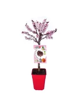 Árbol frutal en maceta con flores rosadas de cerezo en flor para jardinería ecológica y huertos urbanos. Perfecto para decorar espacios con plantas frutales en casa o en zonas rurales.
