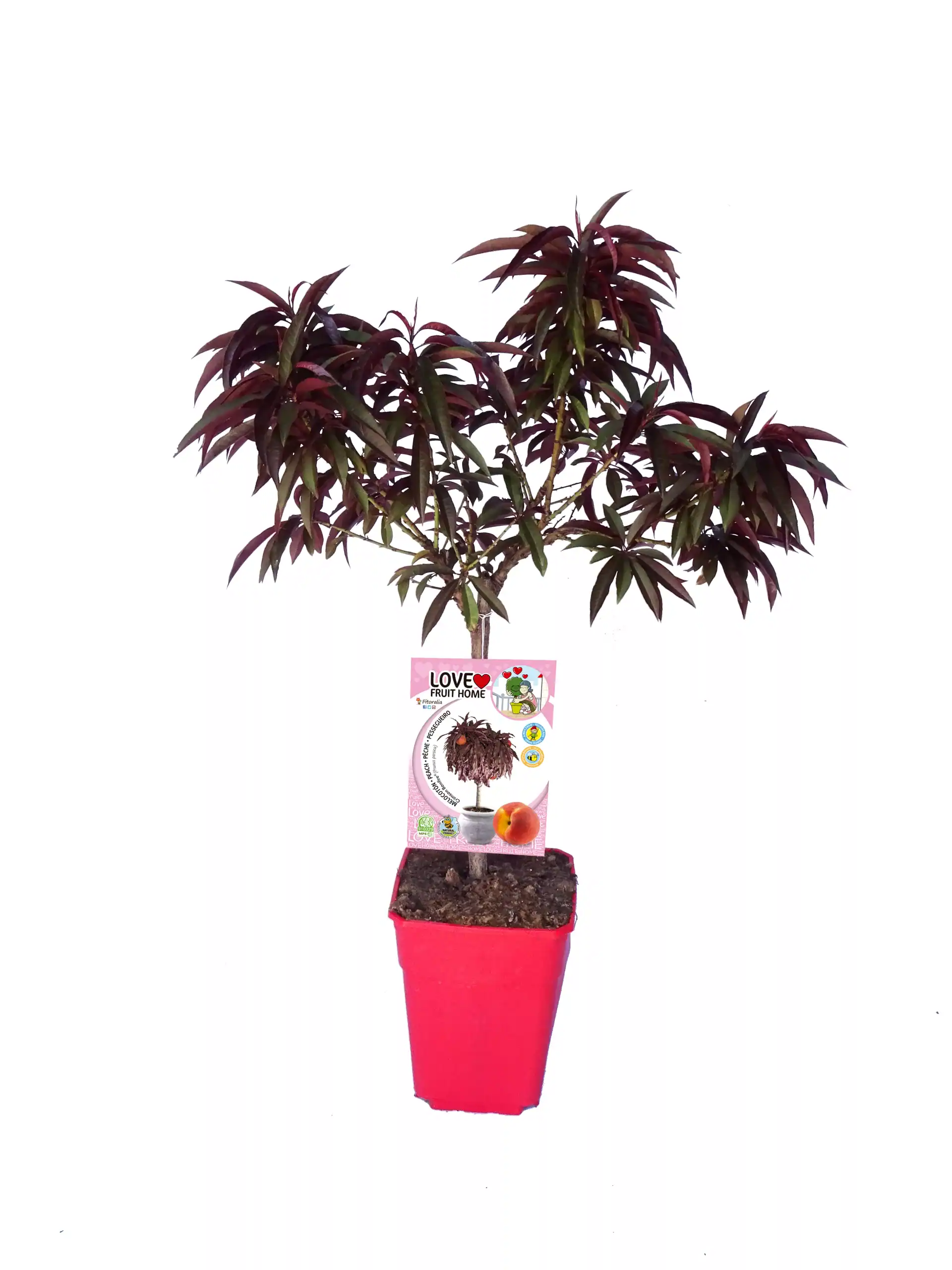 Alt: Árbol de caqui en maceta, plantas frutales ecológicas en cultivo urbano, huerto ecológico en casa con árbol de fruta madura, agricultura orgánica en espacios reducidos, huerto doméstico verde.