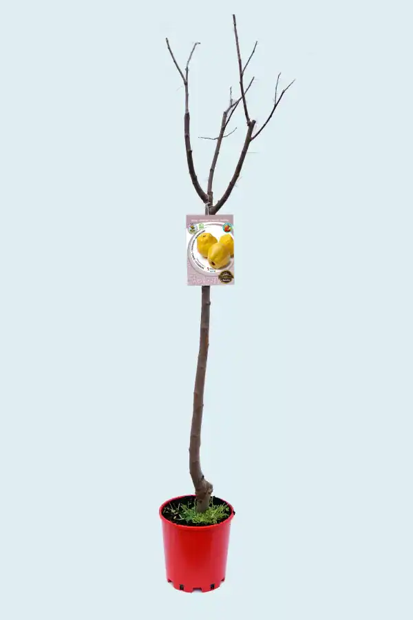Árbol frutal en maceta sin hojas con etiqueta de semillas de limón, en un fondo claro.