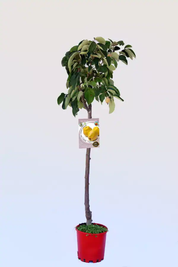 Árbol de rama de quina con hojas verdes y amarillas en maceta roja, promoviendo agricultura ecológica y cultivo sostenible, ideal para huertos urbanos y espacios verdes.