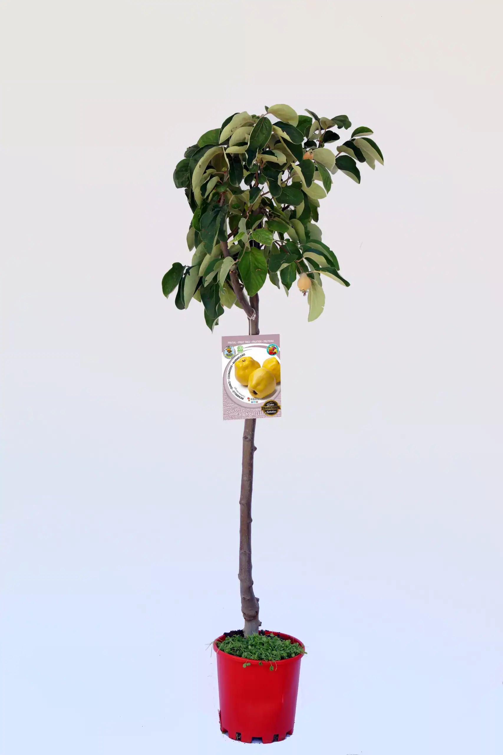 Árbol de rama de quina con hojas verdes y amarillas en maceta roja, promoviendo agricultura ecológica y cultivo sostenible, ideal para huertos urbanos y espacios verdes.