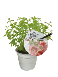Menta ginseng en maceta, cultivo ecológico, planta aromática y medicinal para infusiones y cocina natural, con etiqueta de Huerto.Bio.
