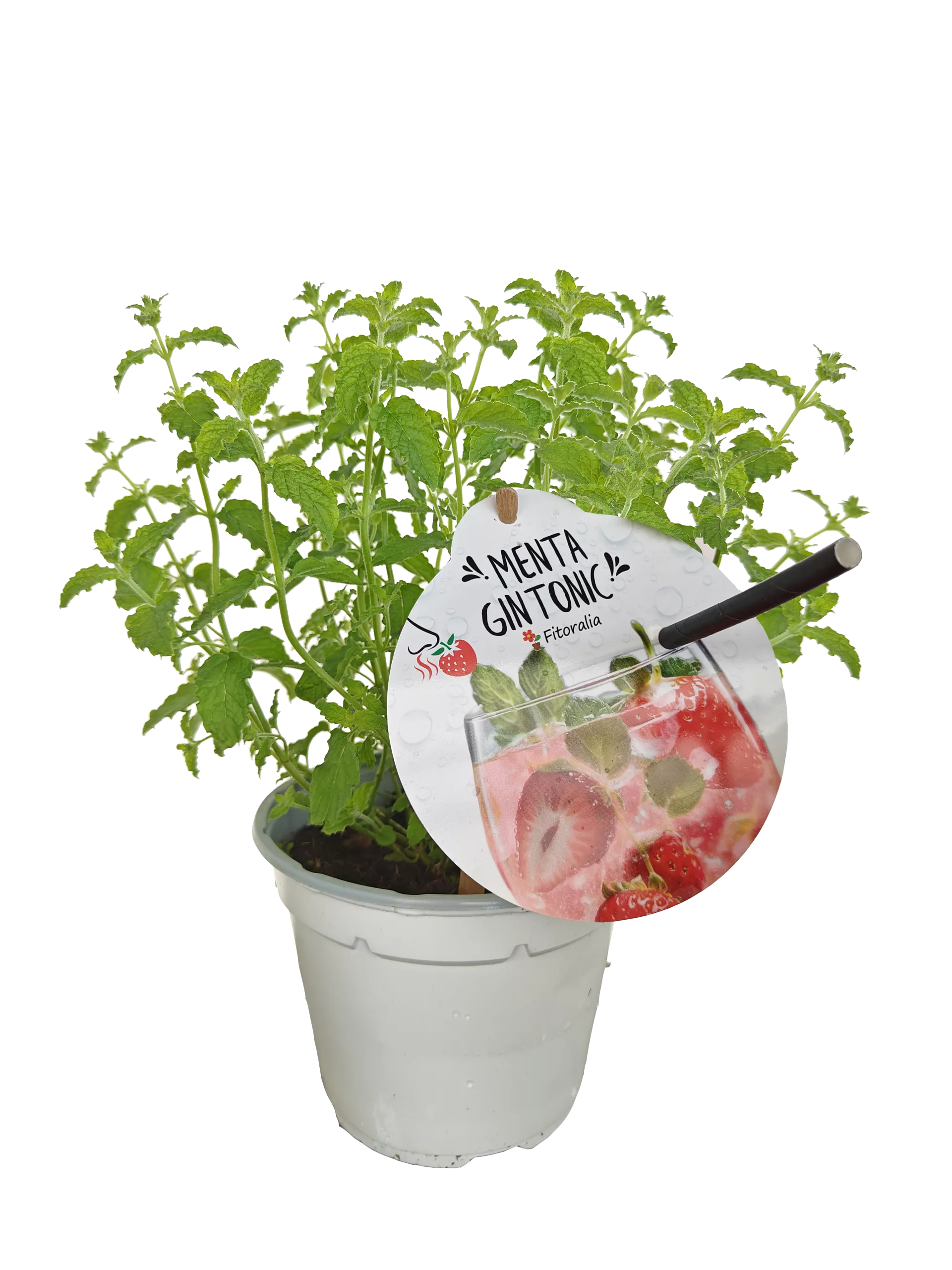 Menta ginseng en maceta, cultivo ecológico, planta aromática y medicinal para infusiones y cocina natural, con etiqueta de Huerto.Bio.