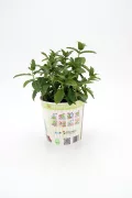 Menta: imagen 23