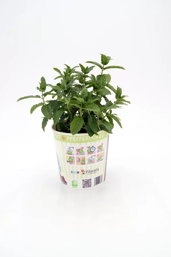 Menta: imagen 23