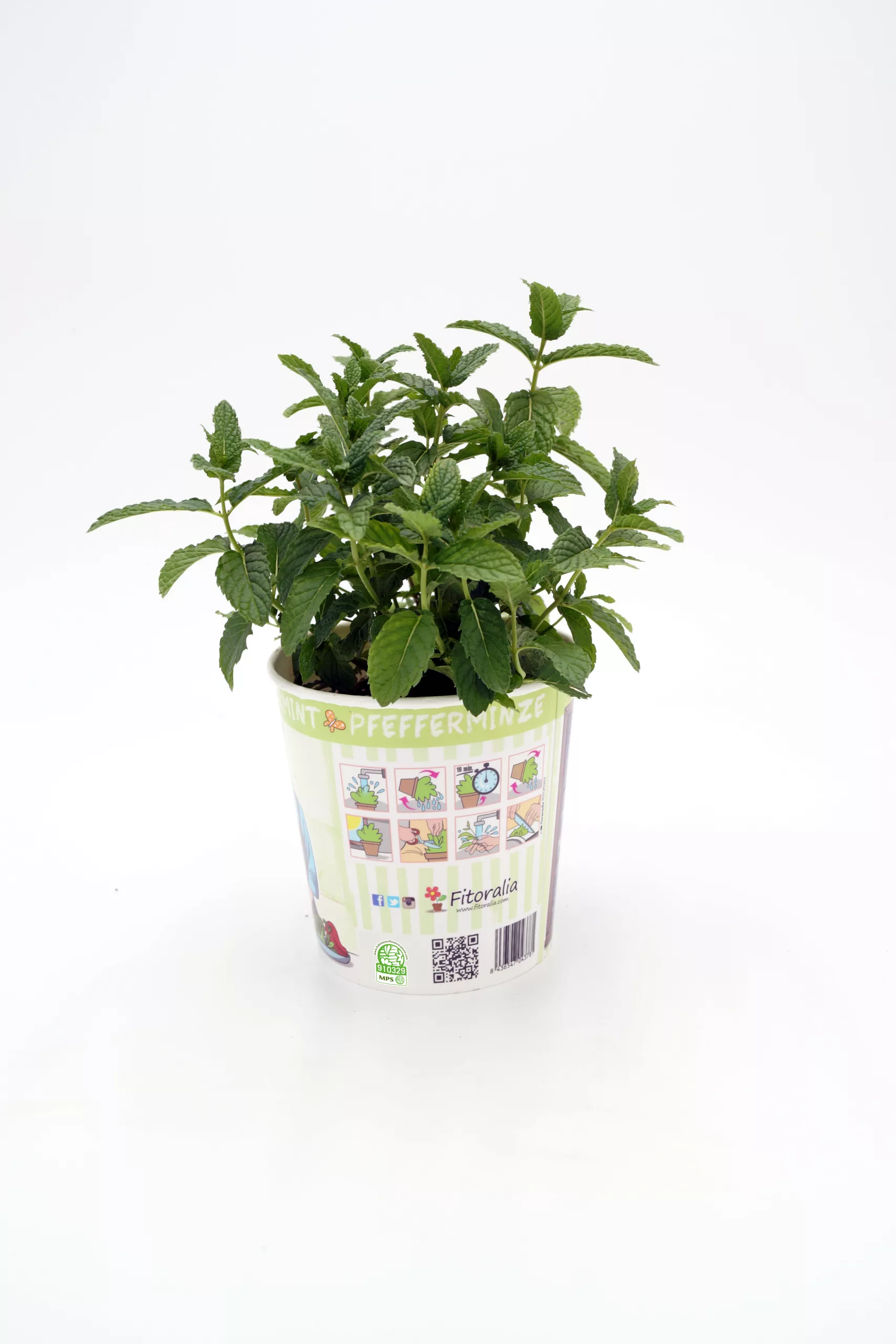 Menta: imagen 23