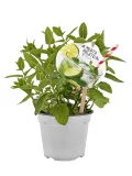 Refrescante planta de menta con etiqueta promocional en maceta blanca para herbología natural y té de menta orgánica, ideal para cultivo ecológico en casa o jardín.