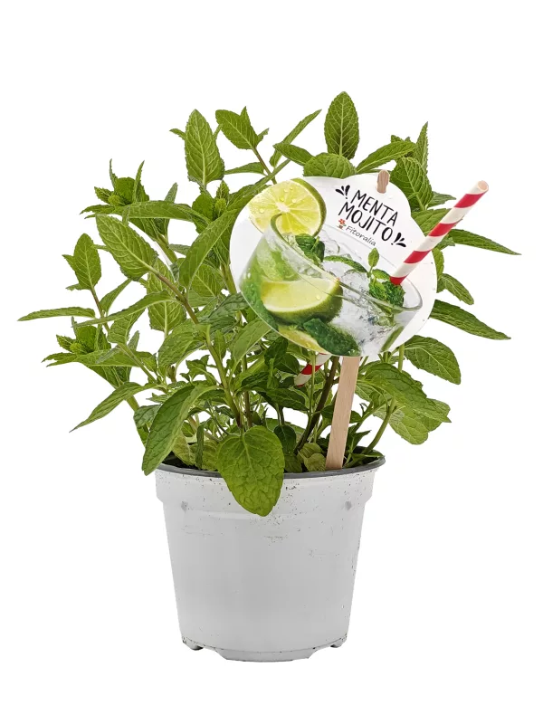 Refrescante planta de menta con etiqueta promocional en maceta blanca para herbología natural y té de menta orgánica, ideal para cultivo ecológico en casa o jardín.