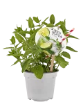 Refresco de menta morito en maceta con plantas de menta fresca, limón y una pajilla roja y blanca sobre fondo blanco.