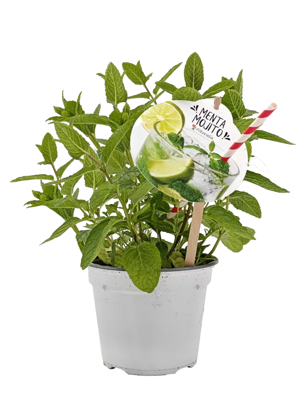 Refresco de menta morito en maceta con plantas de menta fresca, limón y una pajilla roja y blanca sobre fondo blanco.