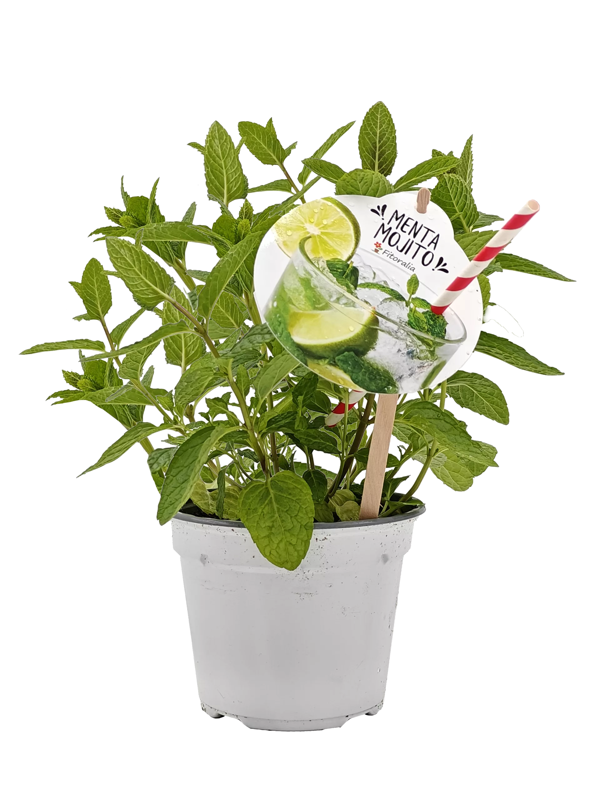 Refresco de menta morito en maceta con plantas de menta fresca, limón y una pajilla roja y blanca sobre fondo blanco.