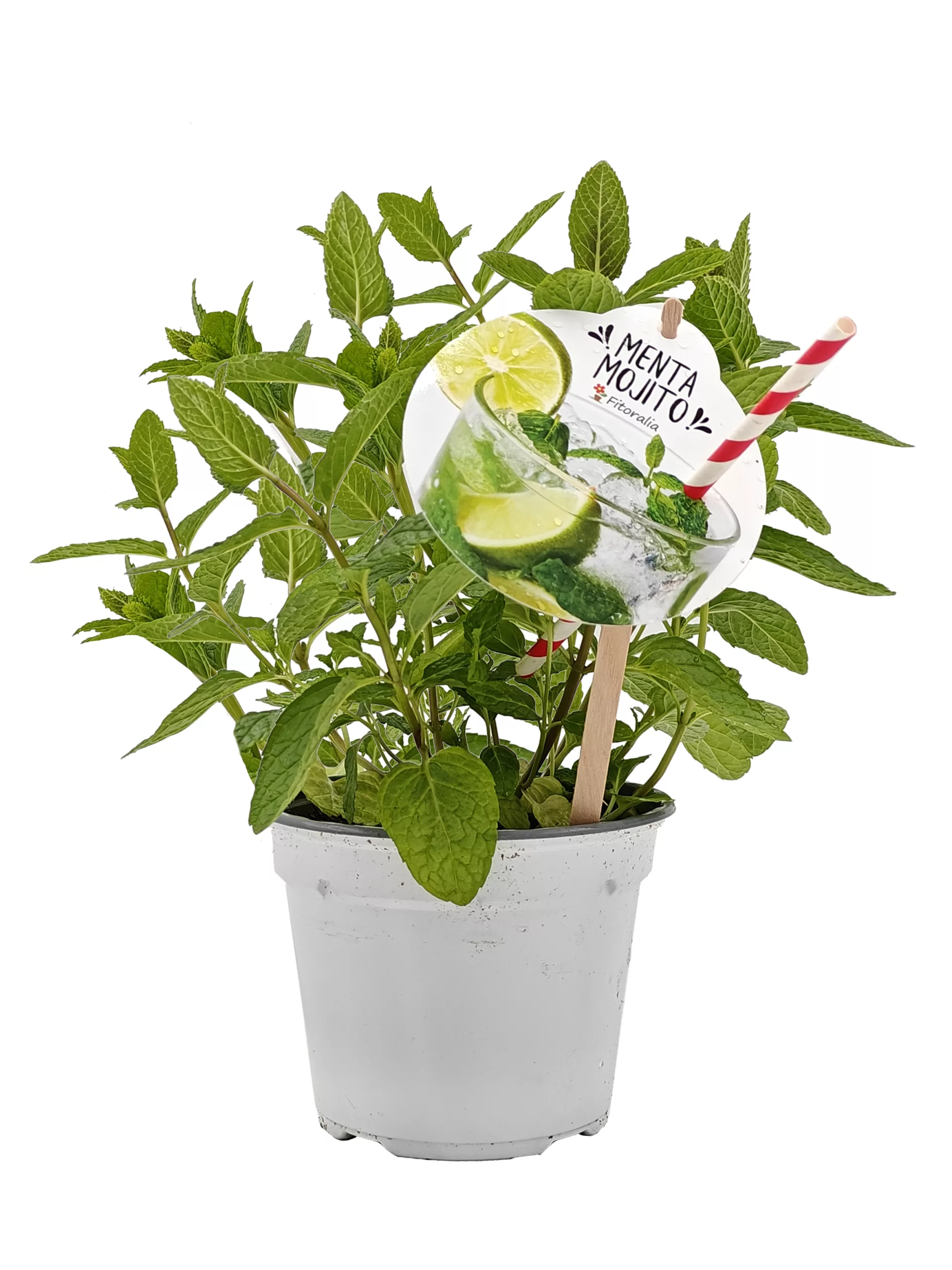 Refrescante planta de menta con etiqueta promocional en maceta blanca para herbología natural y té de menta orgánica, ideal para cultivo ecológico en casa o jardín.