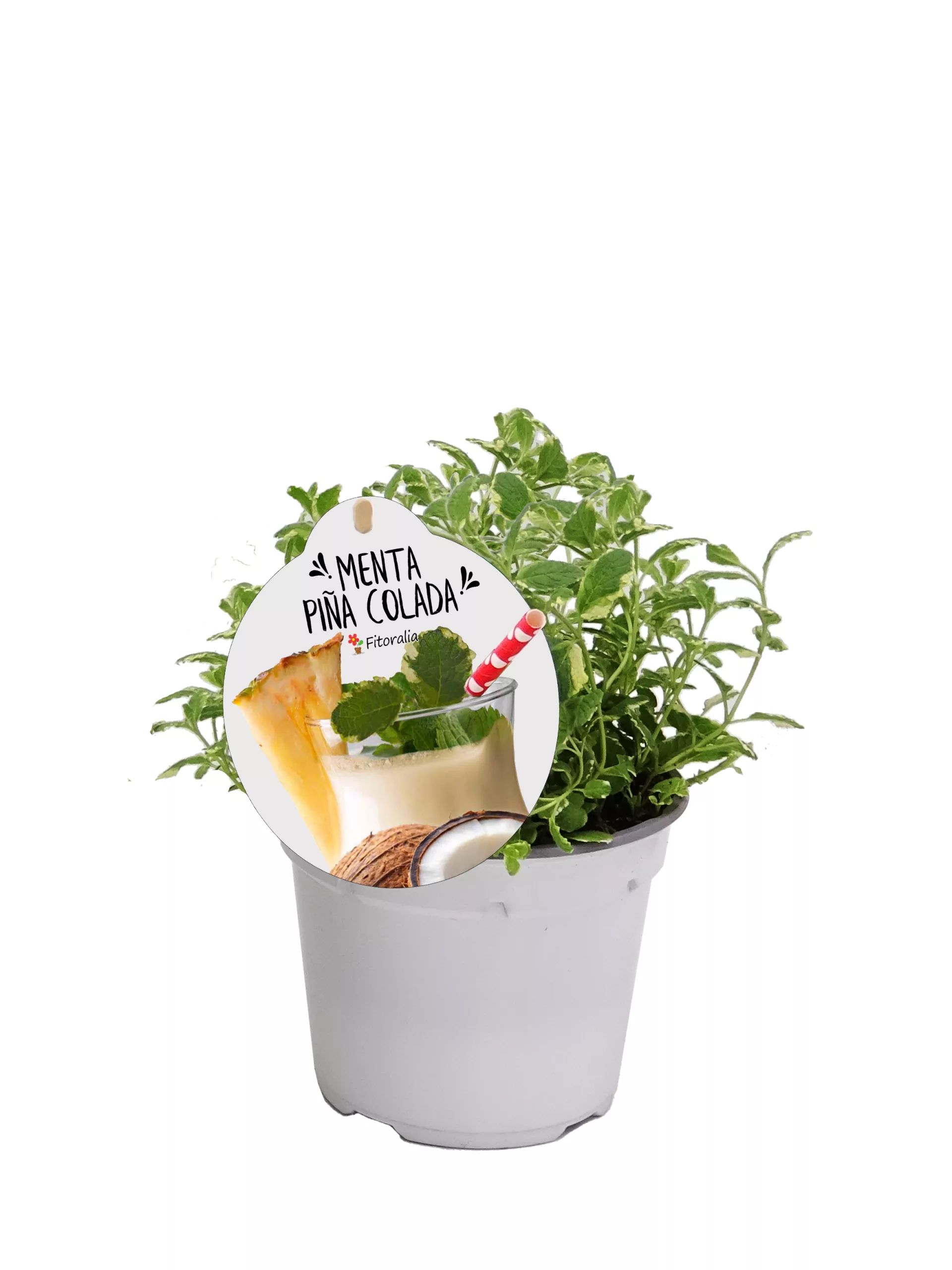 Fregadero de menta piña colada en maceta, planta aromática ideal para cocina y decoración, con etiqueta de menta piña colada y fondo blanco.