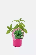 Hierba aromática menta en maceta rosa, cultivo orgánico y saludable en huerto ecológico, ideal para cocina y remedios naturales, promoviendo agricultura sostenible y bienestar.