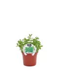 Hierba menta en maceta de cultivo ecológico, perfecta para jardins y huertos urbanos, calidad orgánica, cultivo natural, aroma intenso y propiedades medicinales, ideal para cualquier espacio verde.