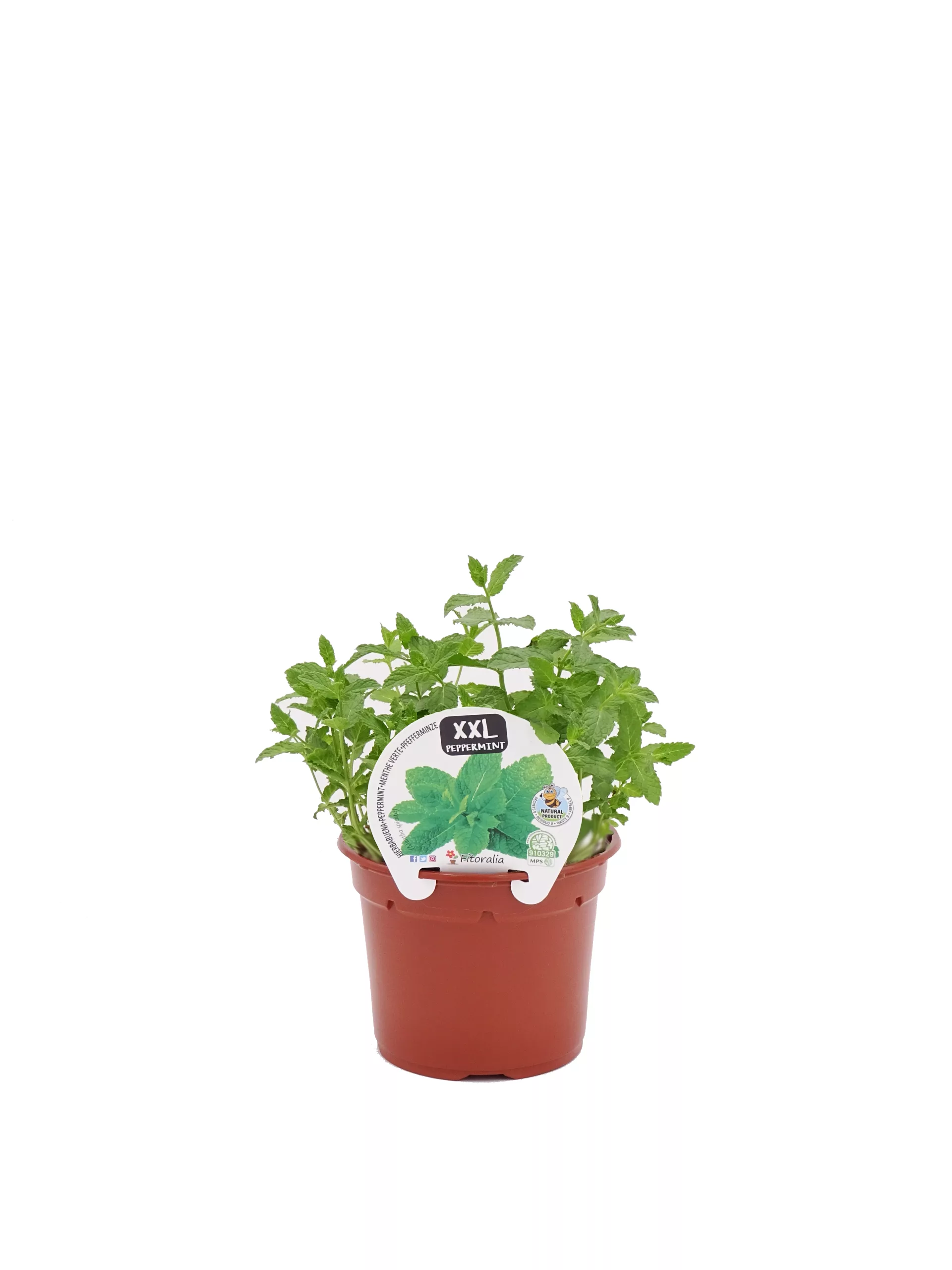 Hierba menta en maceta de cultivo ecológico, perfecta para jardins y huertos urbanos, calidad orgánica, cultivo natural, aroma intenso y propiedades medicinales, ideal para cualquier espacio verde.